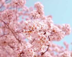 2023年JLPT日语能力考报名时间公布，注册攻略同步来袭！