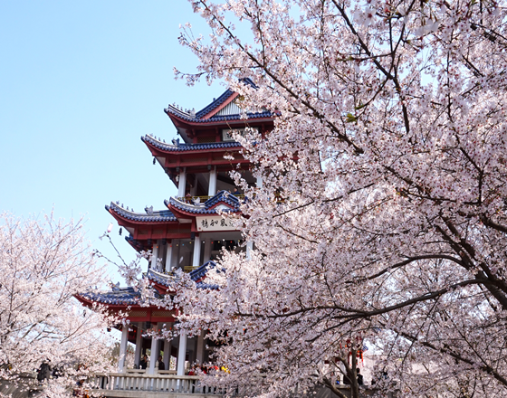 赴日留学竟然可以申请这么多奖学金？！