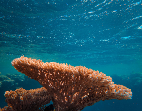 国内外强强联合丨康奈尔大学三亚海洋科研项目，助力你的名校之路！