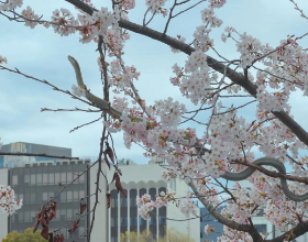 2023全球最佳城市排名出炉，东京位居第四！想去日本留学？你首先要知道...