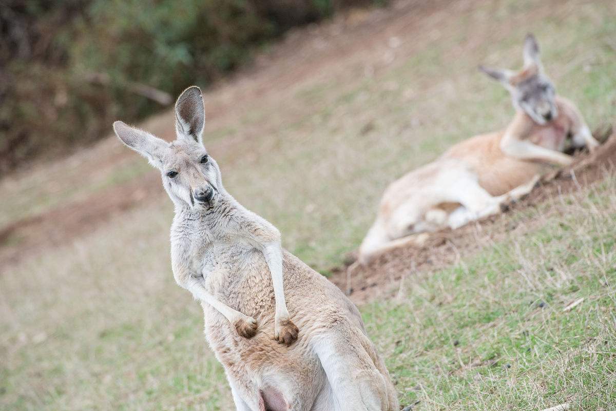 什么是澳洲580陪读签证？