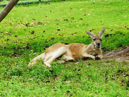 澳洲留学费用那么贵，如何省钱？